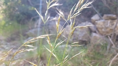 Helictotrichon convolutum