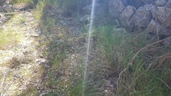 Helictotrichon convolutum