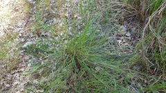 Helictotrichon convolutum