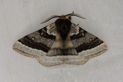 Anthela tetraphrica