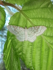 Asthena albulata