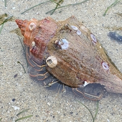 Clibanarius infraspinatus