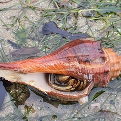 Clibanarius infraspinatus
