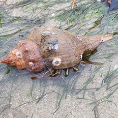 Clibanarius infraspinatus