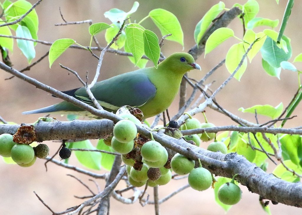 Madagascar Green Pigeon