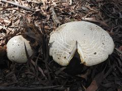 Amanita ochrophylloides