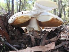 Amanita ochrophylloides