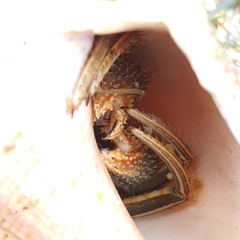 Clibanarius infraspinatus