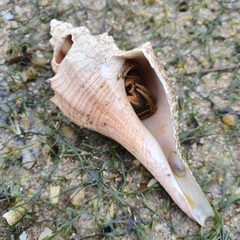 Clibanarius infraspinatus