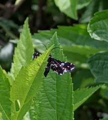 Thyris usitata