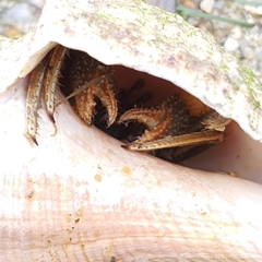 Clibanarius infraspinatus