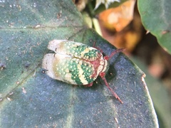 Eurybrachys