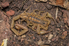 Centruroides limpidus