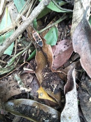 Physopelta gutta gutta