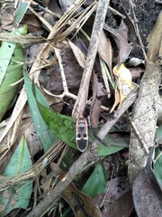 Physopelta gutta gutta