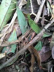 Physopelta gutta gutta