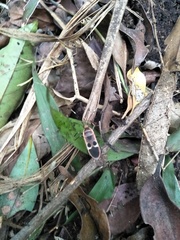 Physopelta gutta gutta