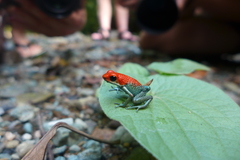 Oophaga granulifera