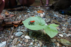 Oophaga granulifera