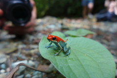 Oophaga granulifera