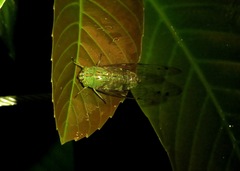 Orientopsaltria