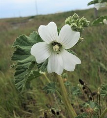 Malva preissiana