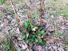 Scrophularia auriculata