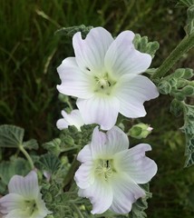 Malva preissiana