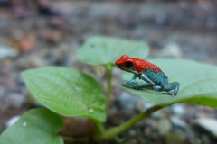 Oophaga granulifera
