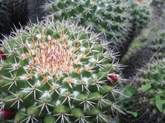 Mammillaria scrippsiana