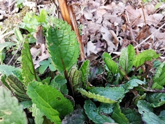 Scrophularia auriculata