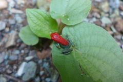 Oophaga granulifera