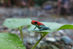 Oophaga granulifera