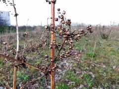 Scrophularia auriculata