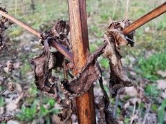 Scrophularia auriculata