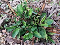 Scrophularia auriculata