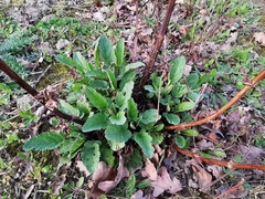Scrophularia auriculata