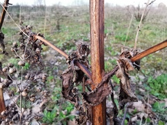 Scrophularia auriculata