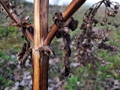 Scrophularia auriculata