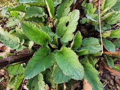 Scrophularia auriculata