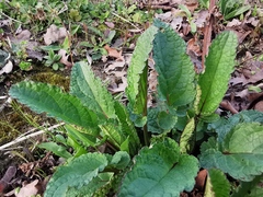 Scrophularia auriculata