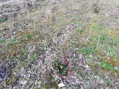 Scrophularia auriculata