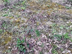 Scrophularia auriculata