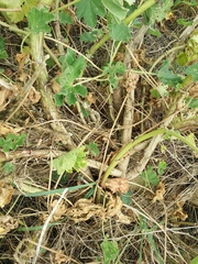 Malva preissiana