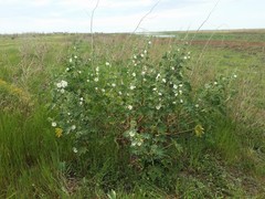 Malva preissiana