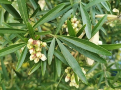 Choisya ×dewitteana