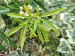 Choisya ×dewitteana