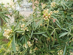 Choisya ×dewitteana