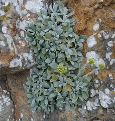 Helichrysum crassifolium