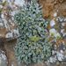 Helichrysum crassifolium - Photo (c) František Pleva, algunos derechos reservados (CC BY-NC), subido por František Pleva